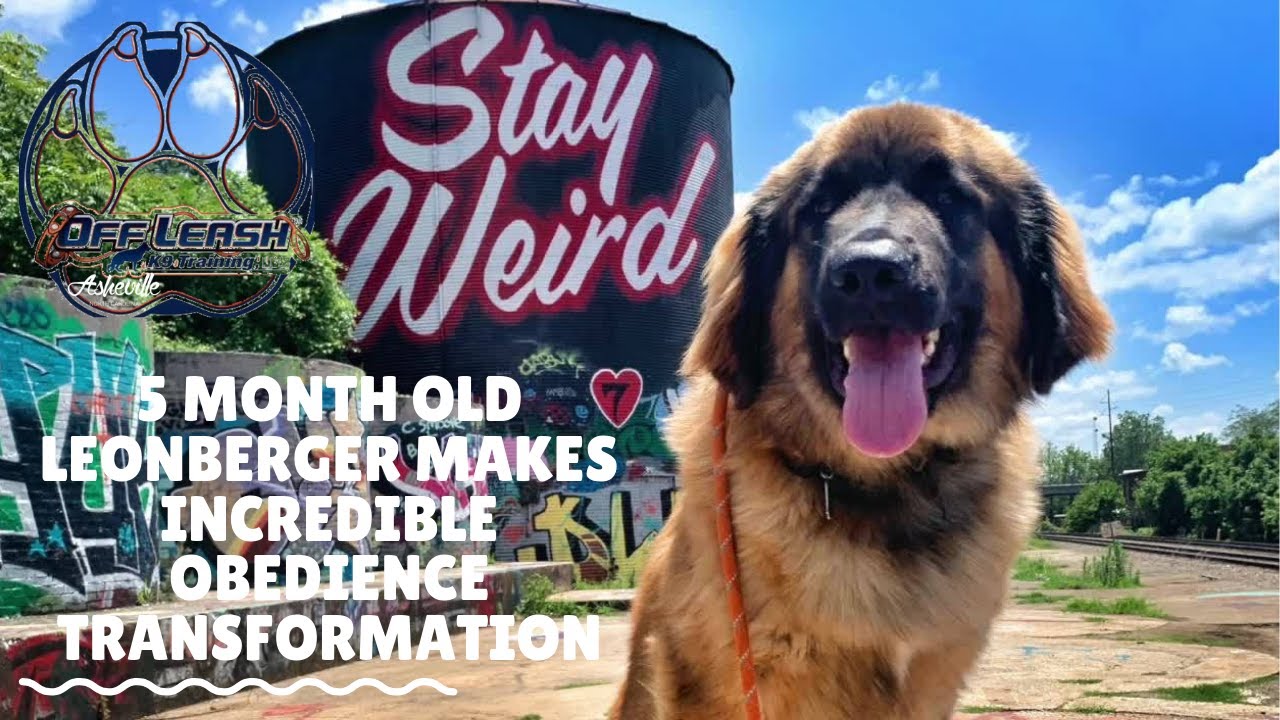 Asheville Dog Trainers - 5 Month Old Leonberger Makes Incredible Obedience Transformation!