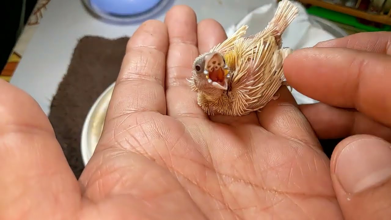 Hand Feeding Yellow Gouldian Finch Baby and Defective Diamond Firetail Finch 20221203