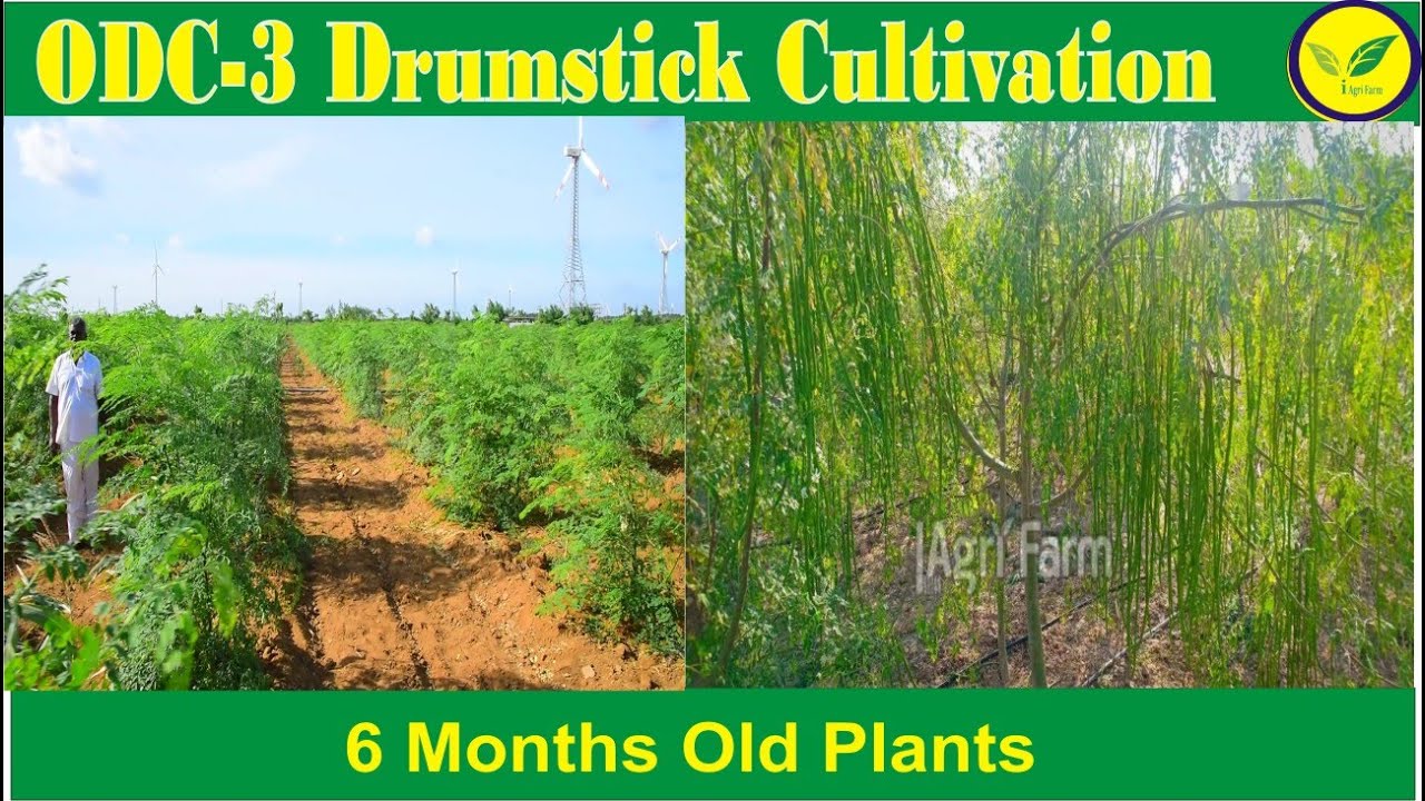 ODC 3 Drumstick  Cultivation Field  (6 month old) by Indian Agri Farm  call  9976234926 / 9619091811