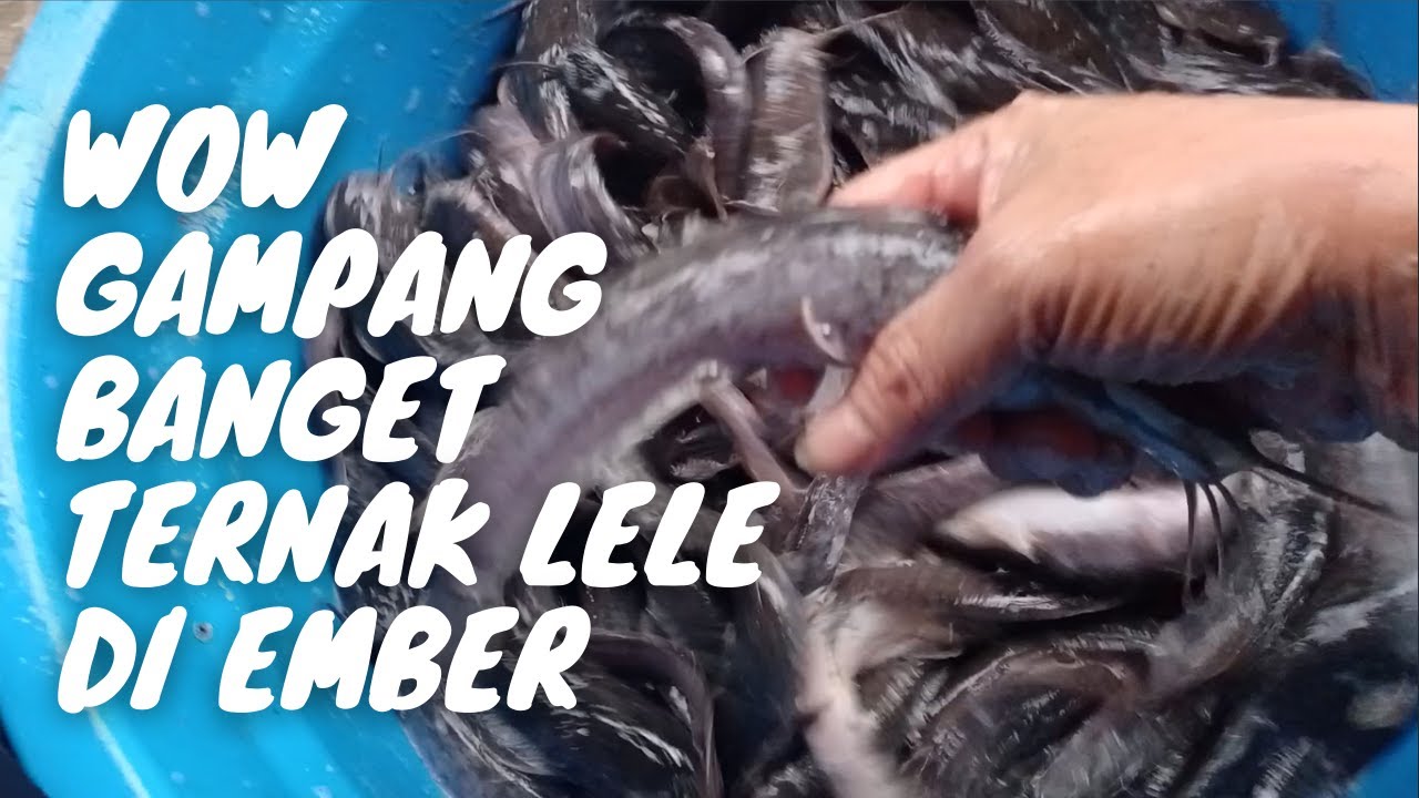 tebar bibit lele 400 ekor di ember....