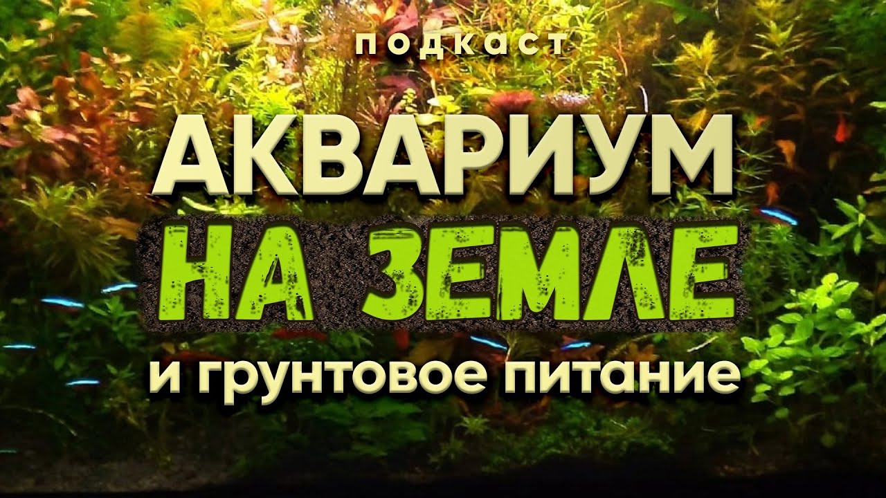 Аквариум на земле и грунтовое питание. Подкаст с А. Ершовым