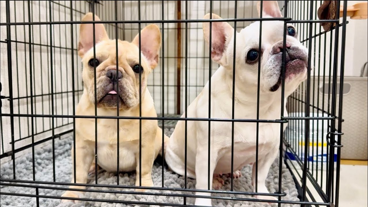 【生放送】たまちゃんは特に寂しがっていません！！