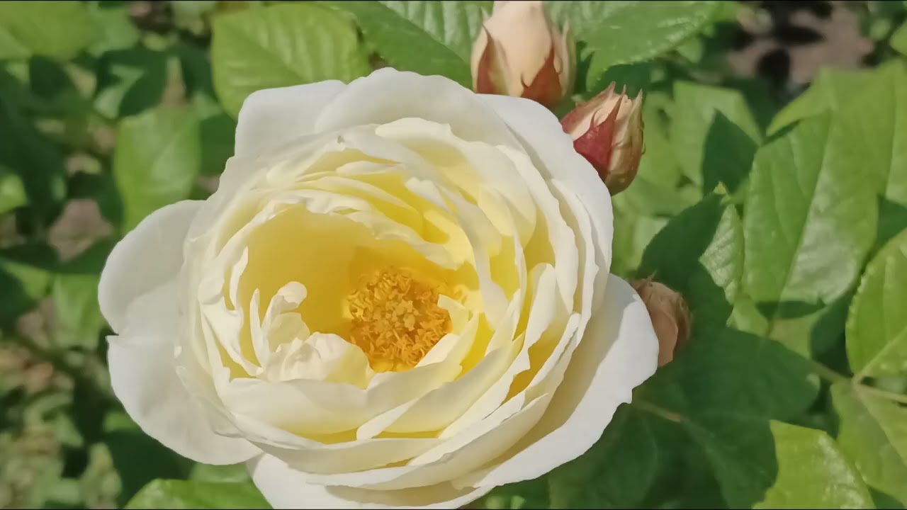 ROSES dream,White and YelloW