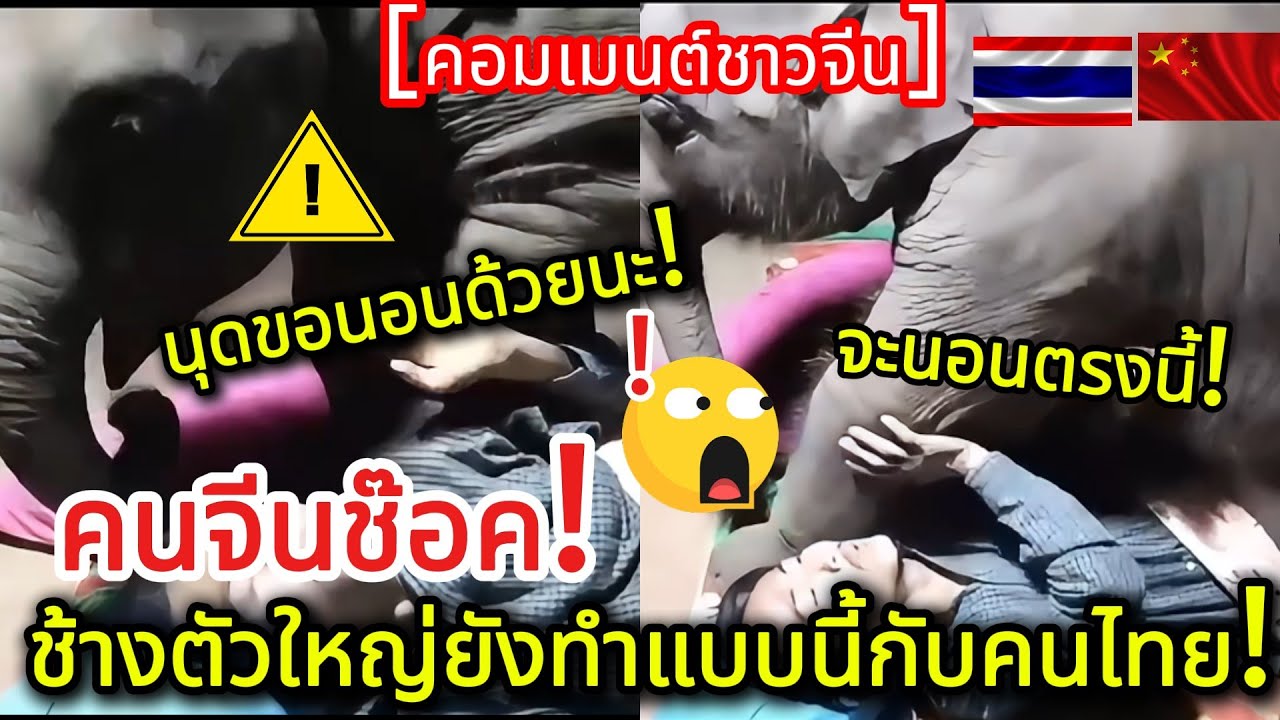 คนจีนช๊อค! แทบจะไม่เชื่อ!ช้างตัวใหญ่ยังทำแบบนี้กับคน! คอมเมนต์ชาวจีน