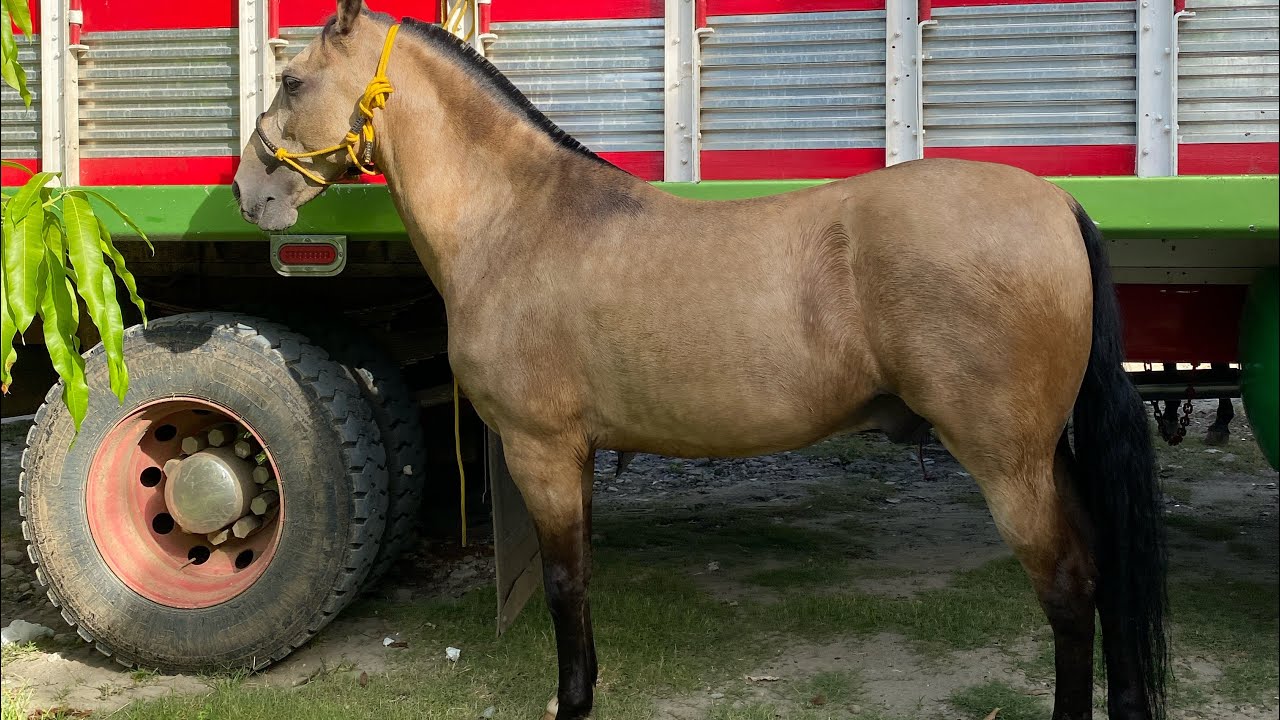 Santa Inés de Palito de se lució y dejó la vara en alto con sus carreras a caballos. 