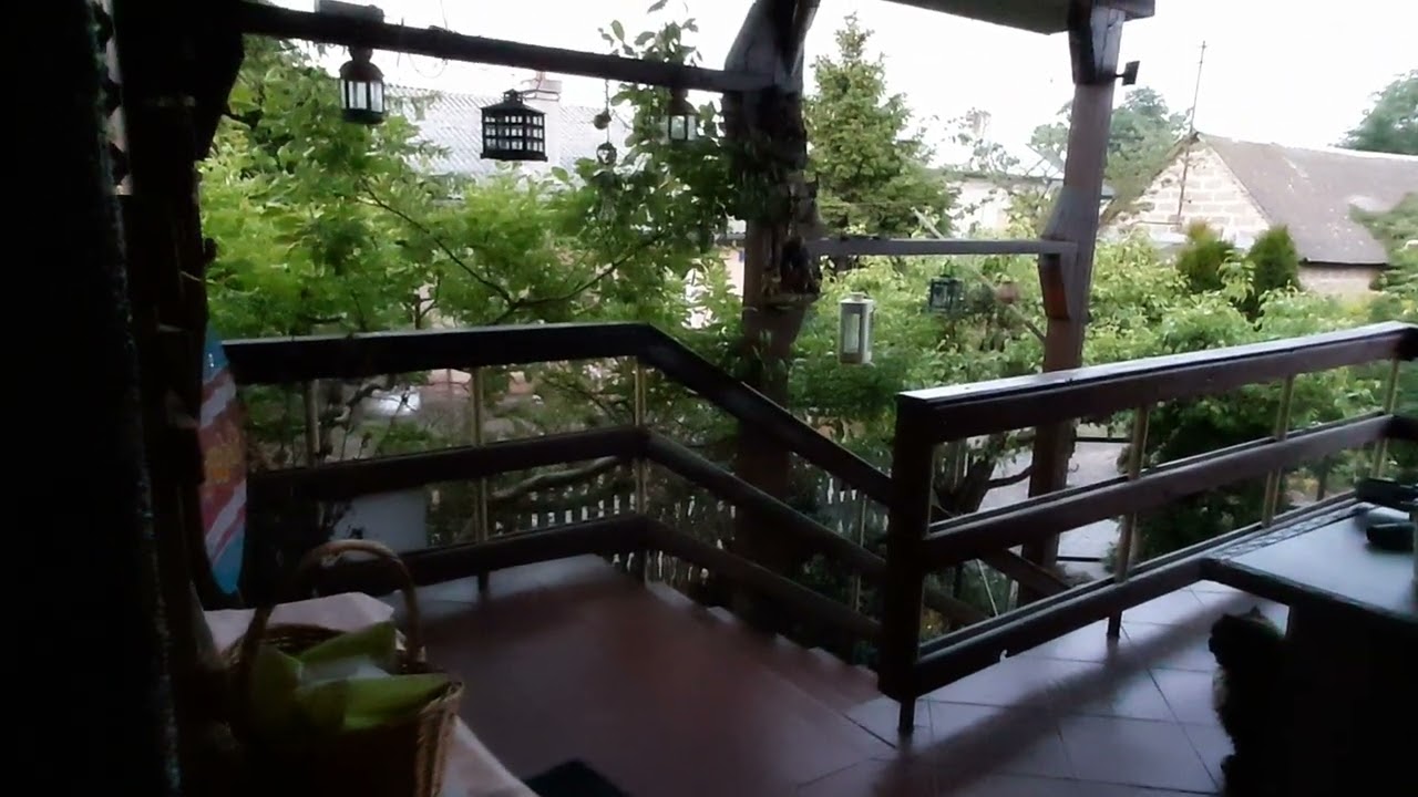 Kos krzyczy na kota, The blackbird shouts at the cat, Der Amsel schreit den Kater an