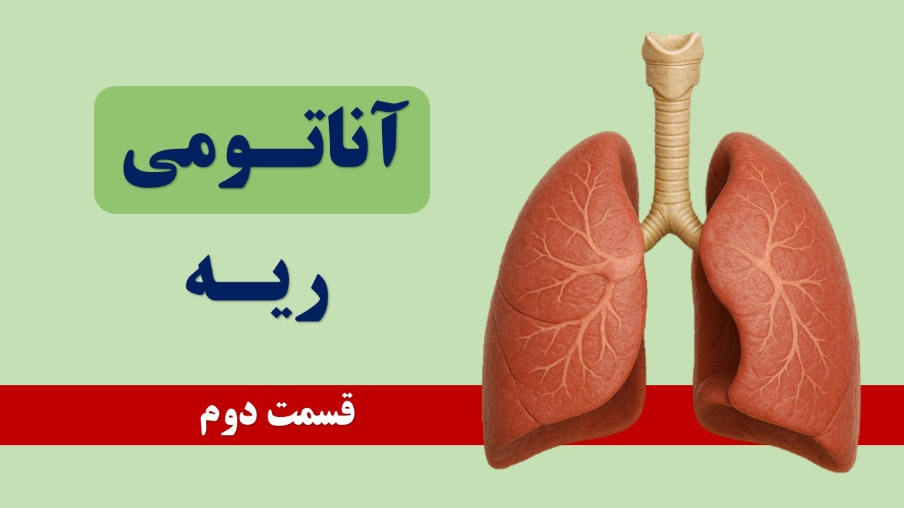 آناتومی سیستم تنفسی (ریه و مجاورات آن) قسمت سوم