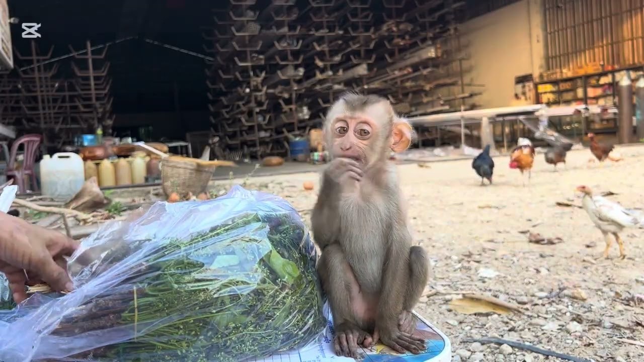 Mary helps Mommy Mommy pearling vegetable #animals #mary #monkey