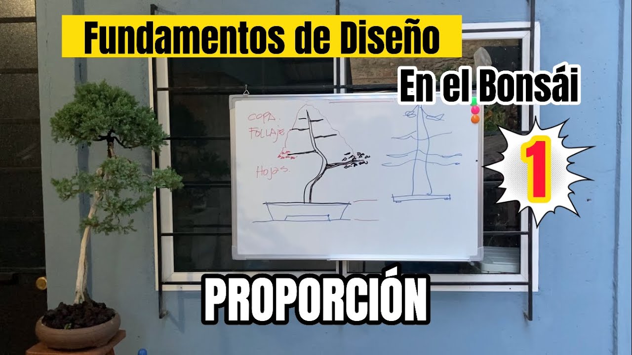 Fundamentos del diseño en el Bonsái; PROPORCIÓN