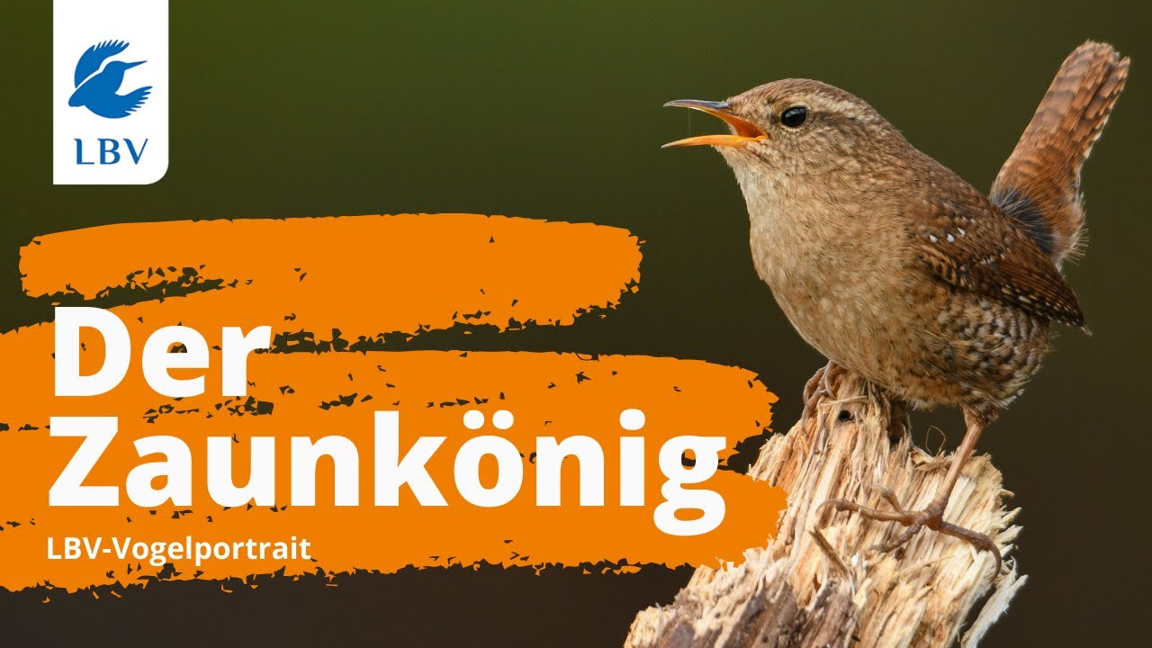 Der Zaunk&ouml;nig (Troglodytes troglodytes) - Steckbrief + Gesang. Vogelarten kennen lernen mit dem LBV!