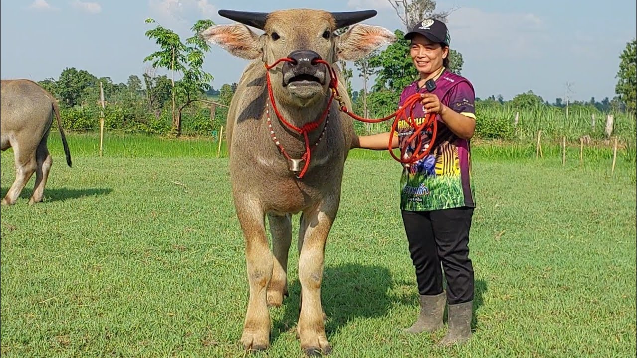 เปิดราคาควายงามสายพัฒนา ทีเด็ดวันนี้ ลูกชายเพชรลำโขงอายุ 8 เดือนสูง 139 เด็ดทุกตัว