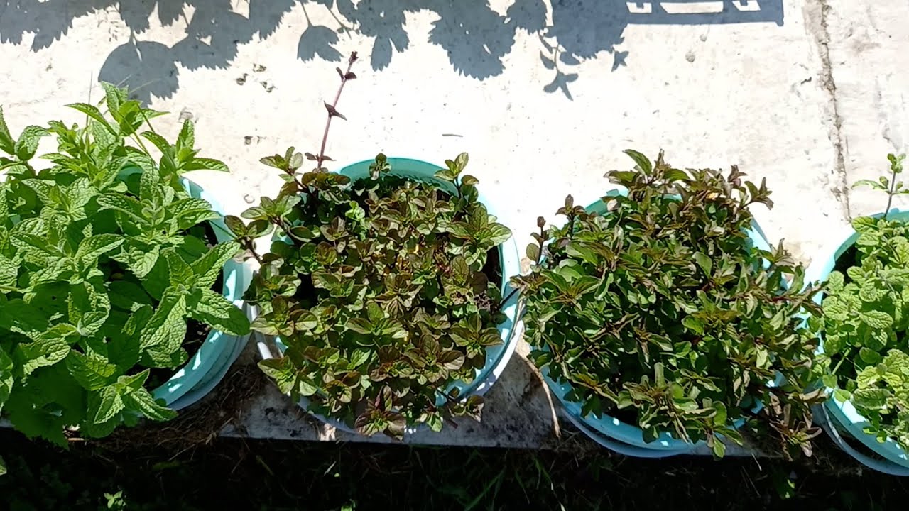 14 июня. Обзор сортов мяты.