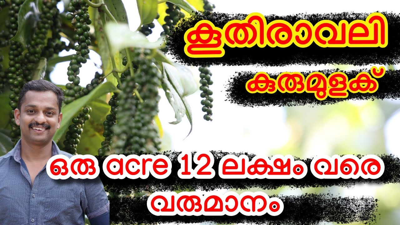 kuthiravali pepper 