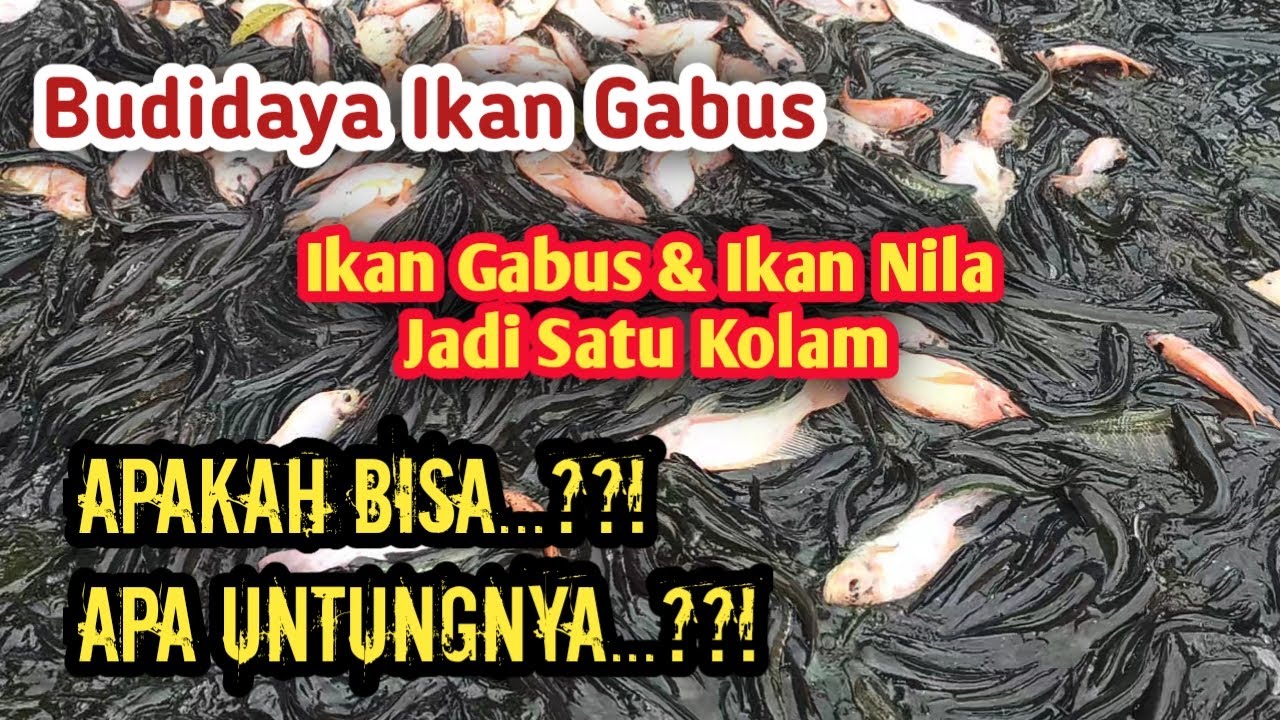 Ikan Gabus Jadi Satu Kolam Dengan Ikan Nila || Budidaya Ikan Gabus