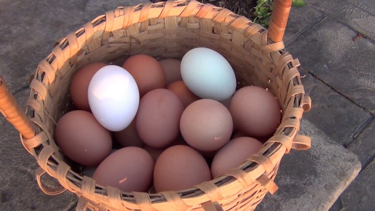 Nesting Box Tips and Tricks- Preventing Dirty or Eaten Eggs