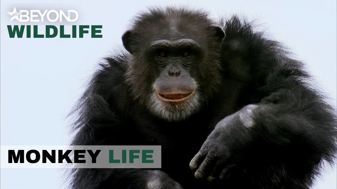S6E14 | Jestah Throws His Weight Around At The Bachelor Boys | Monkey Life | Beyond Wildlife