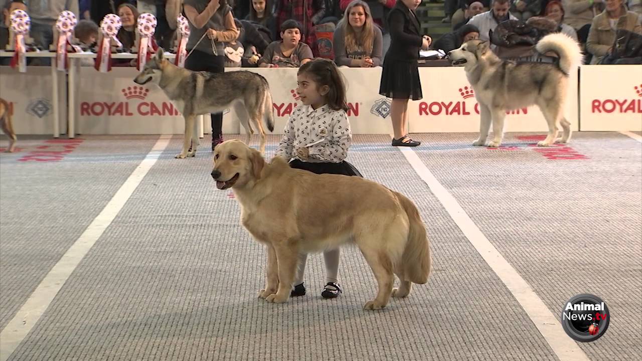 Expo Ancona 2016 - Junior Handling 1