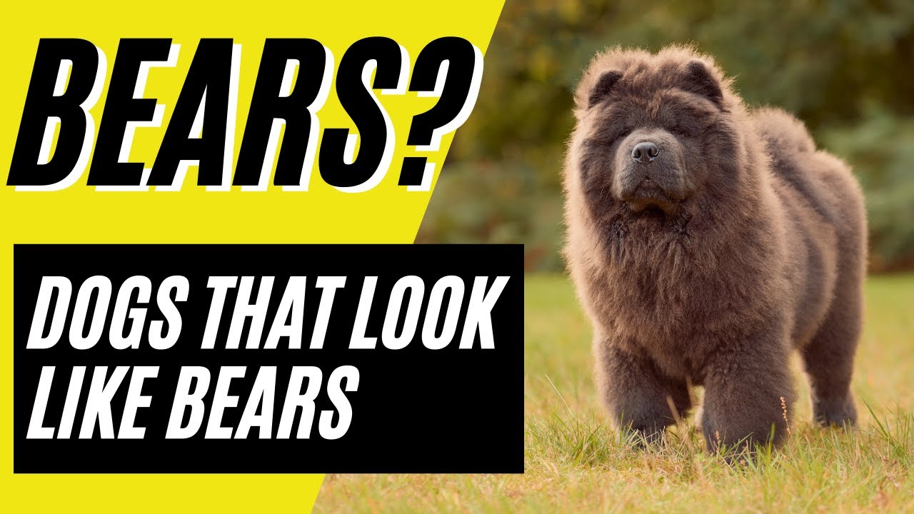 7 Dogs That Look Like Bears - Dogs Vs Bears