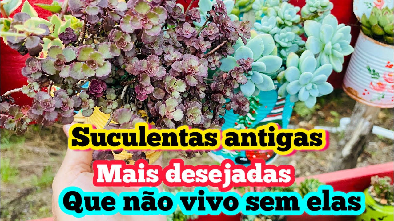 SUCULENTAS ANTIGAS MAIS DESEJADAS E QUE EU NÃO VIVO SEM 