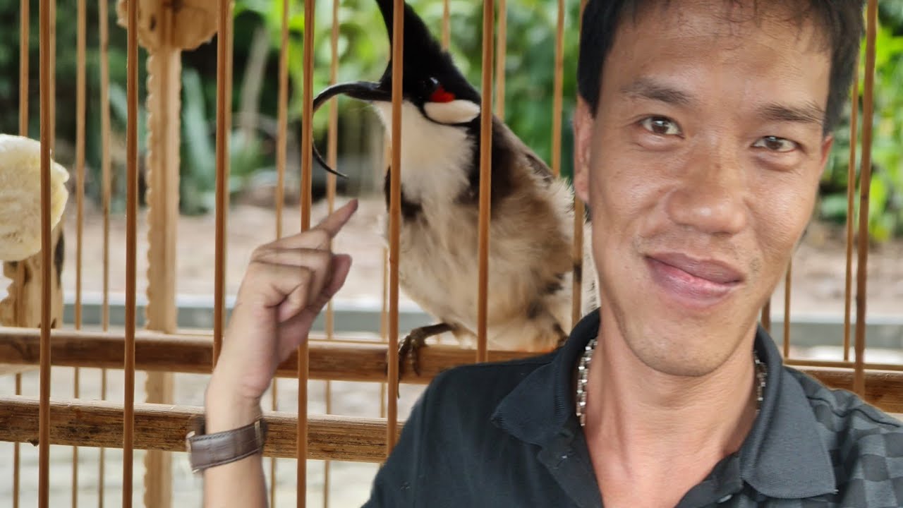 CHÚ CHIM CHÀO MÀO MỎ DÀI ĐỘC DỊ NHẤT VIỆT NAM