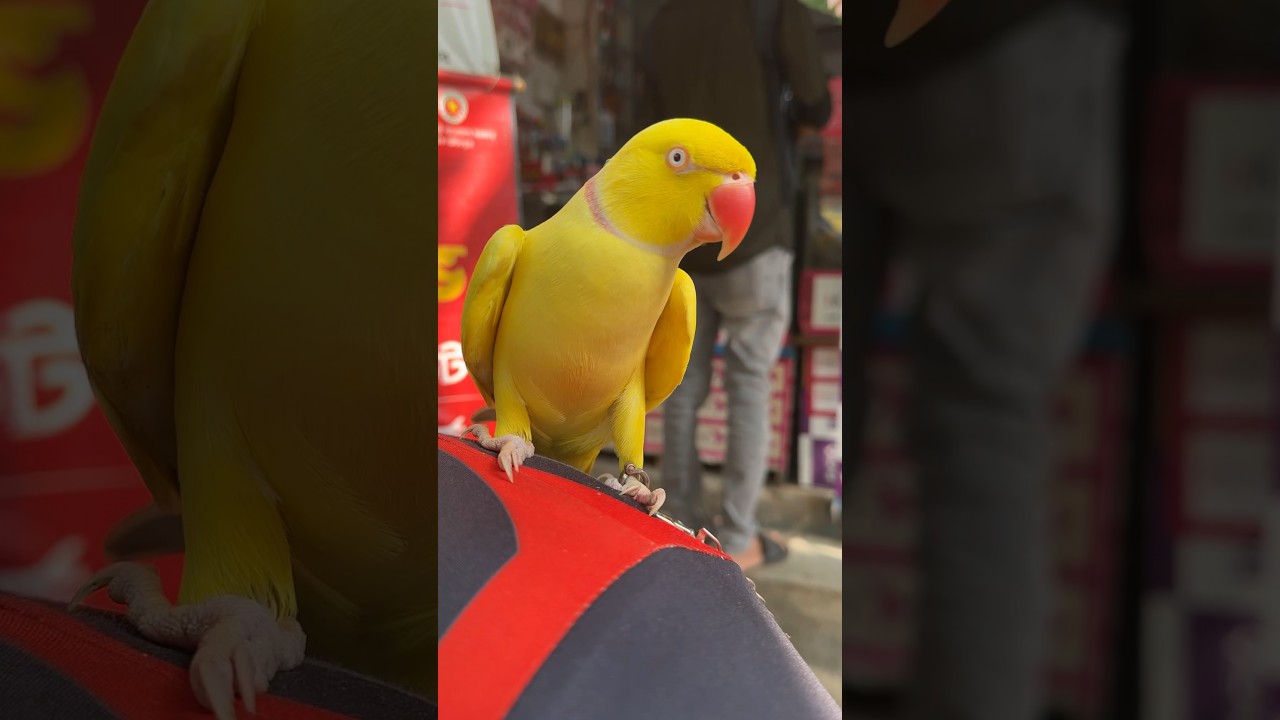 Tame Indian Ring neck parrot 🦜🥰Mirpur 1 Pakhir Hat #bird #birds #parrot #viralvideo #video #viral