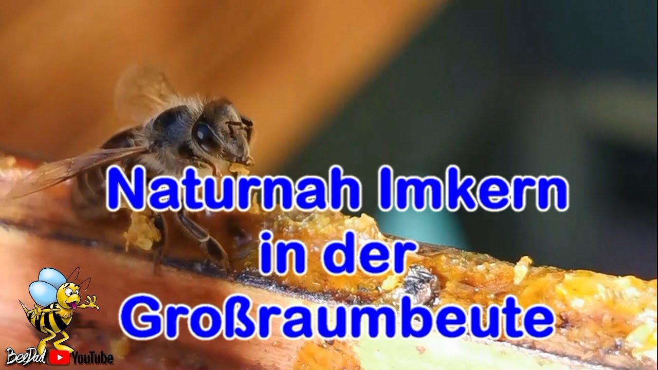 Imkerei und Bienen 2021 Naturnah imkern in der Gro&szlig;raumbeute
