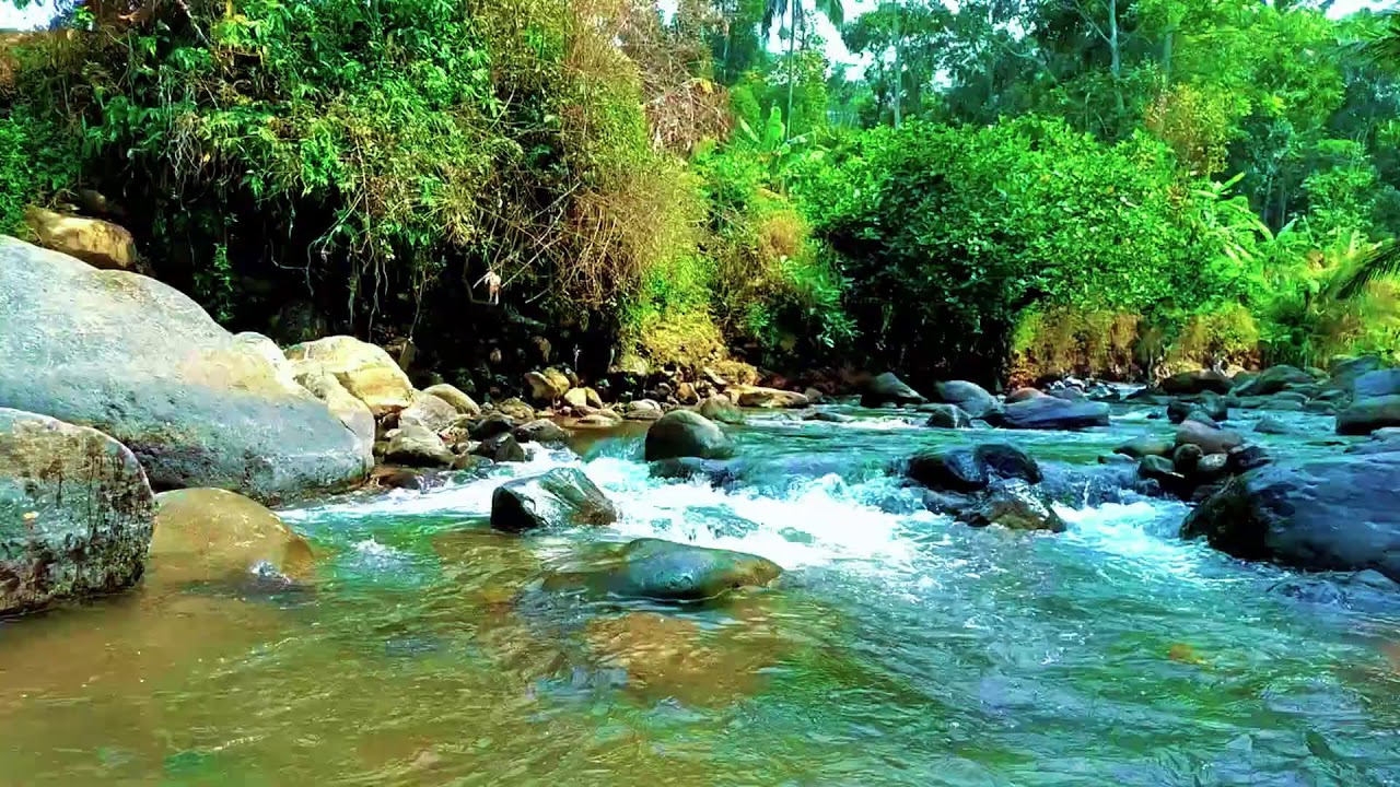 Quiet Hidden Forest Soundscape with Flowing River for Deep Sleep and Natural Healing