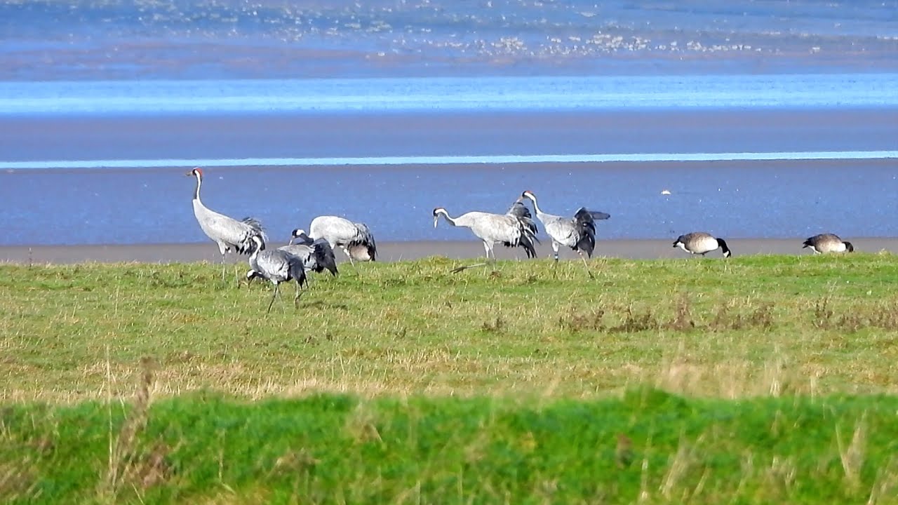 Slimbridge: Zeiss Hide - Marsh Harrier, Common Crane and more  4K