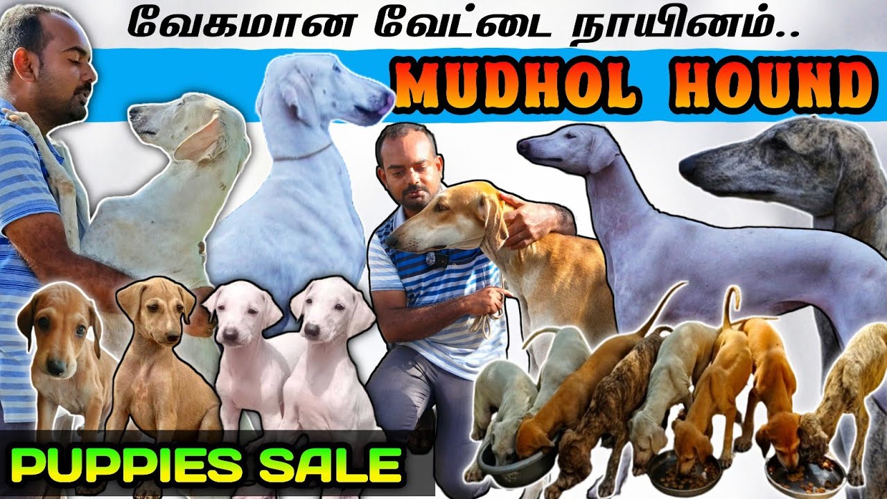 Mudhol Hound Dogs | வேட்டையினமான முதொல் நாய்கள் | Puppies Sale | Coimbatore | High Speed Dog Breed