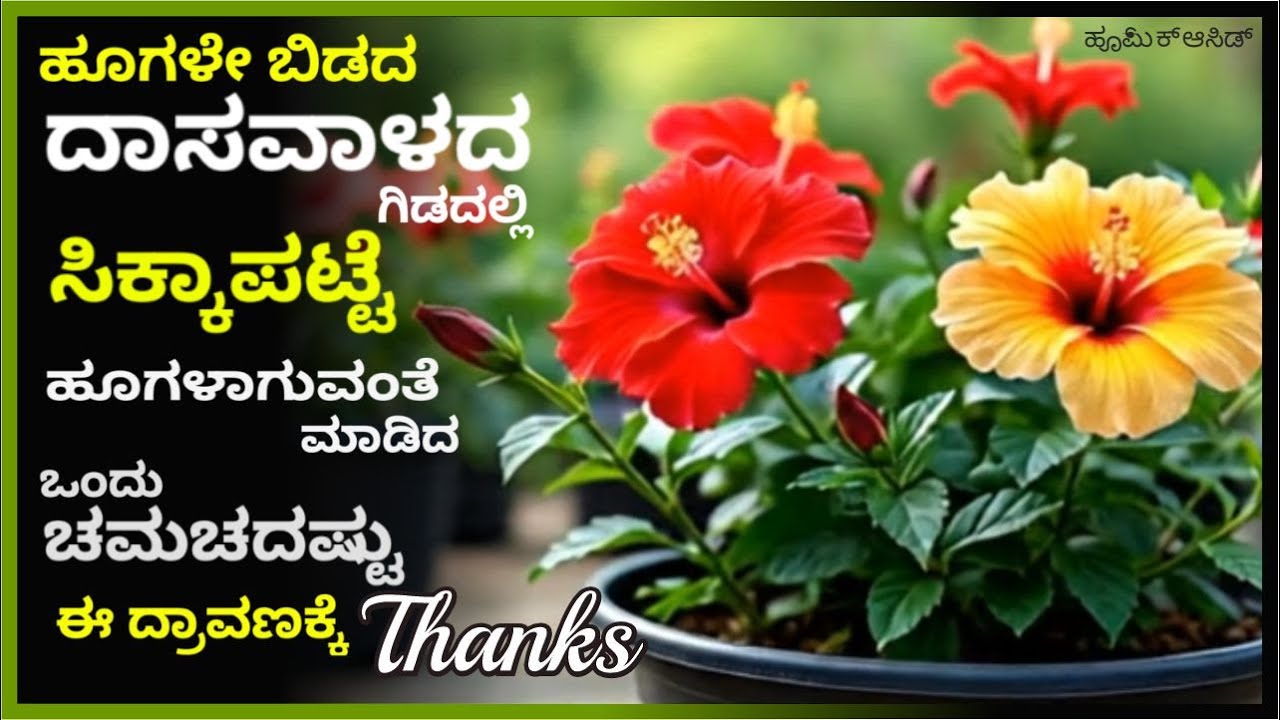 ಹೂಗಳೇಬಿಡದ ದಾಸವಾಳದಗಿಡದಲ್ಲಿ ಸಿಕ್ಕಾಪಟ್ಟೆ ಹೂಗಳಾಗುವಂತೆಮಾಡಿದ ಒಂದು -| #marysmanegarden  hibiscus humicacid