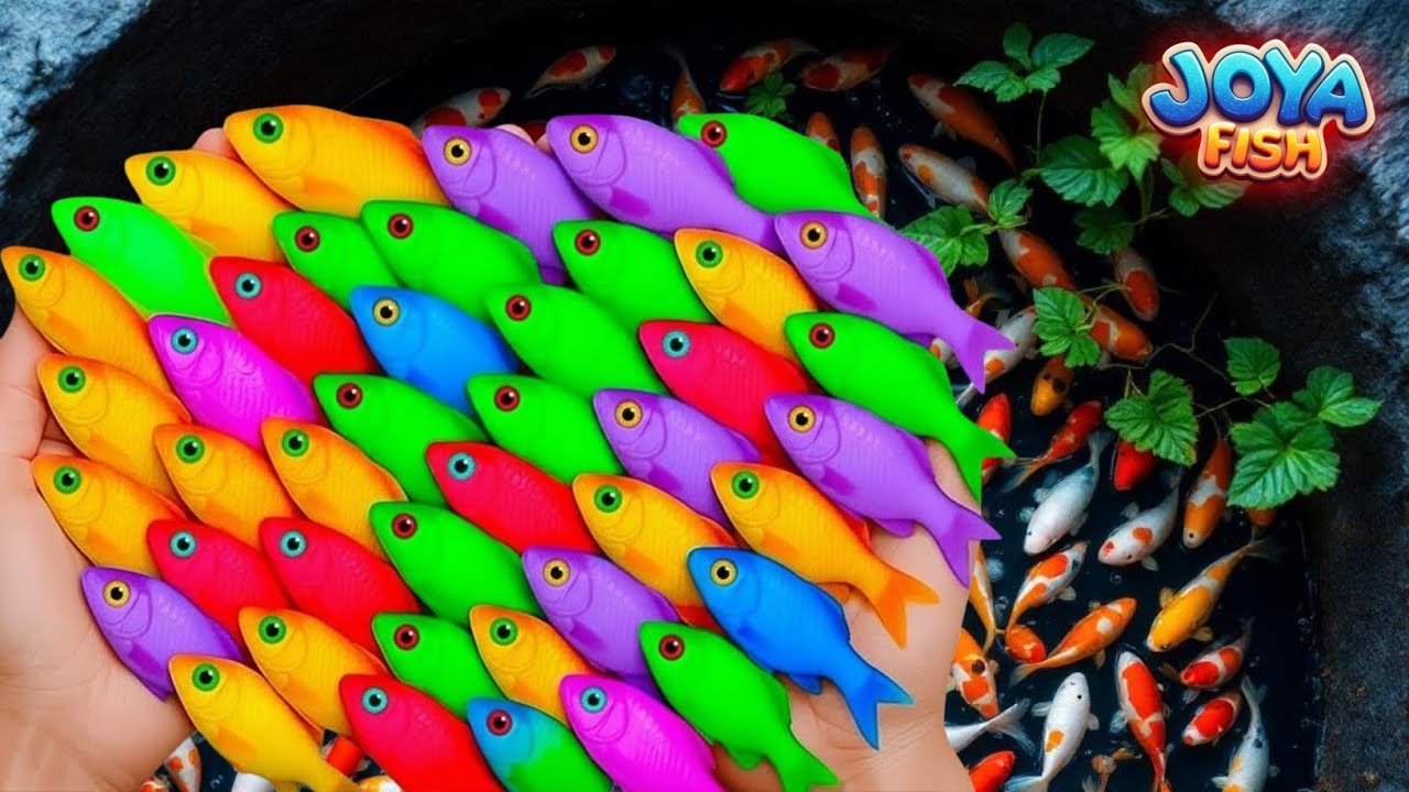 Great Catch Beautiful Aquarium Fish In Giant Colorful Eggs Betta Fish,Glowfish,Turtle,Koi,Gold Fish