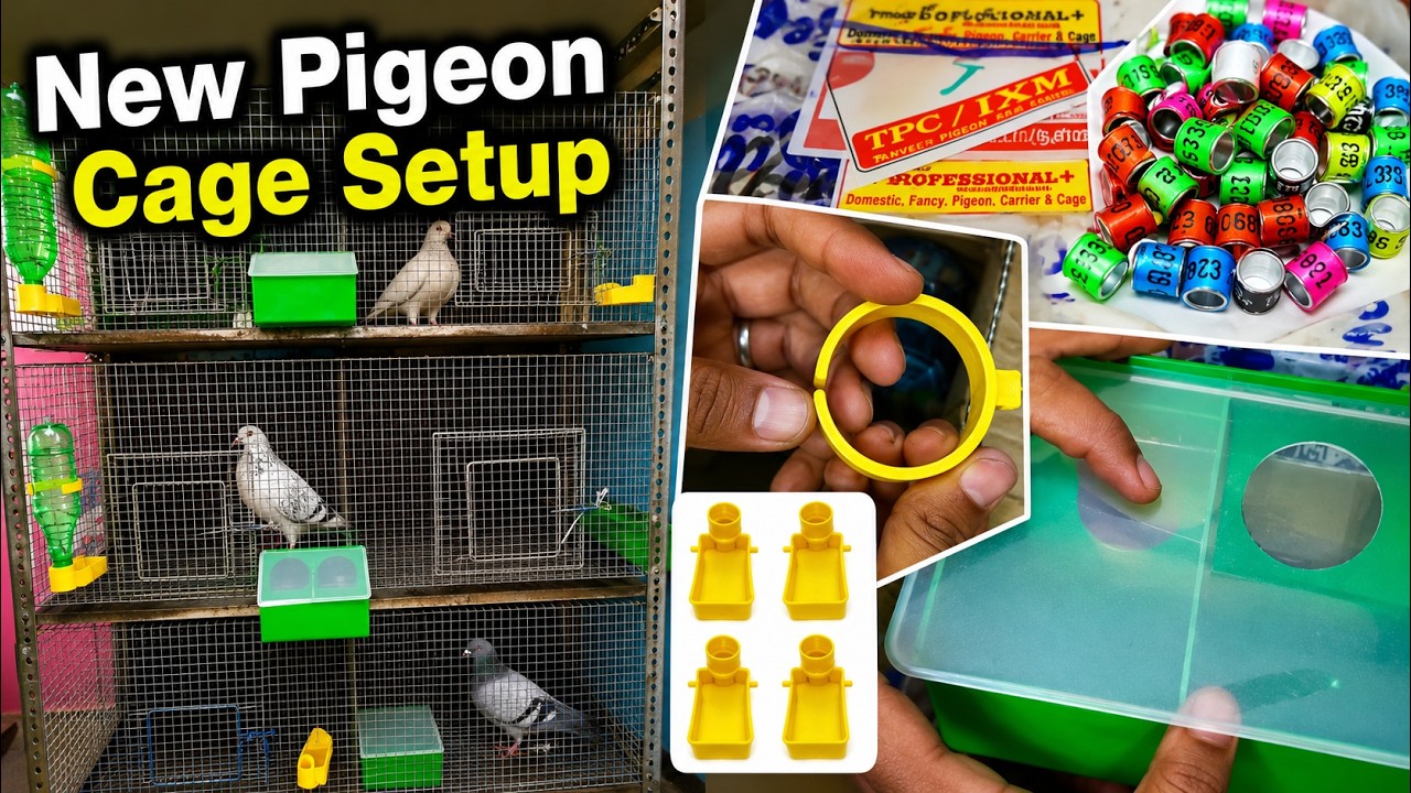 New Pigeon cage setup over 🔥| brought breeding cage pigeon accessories