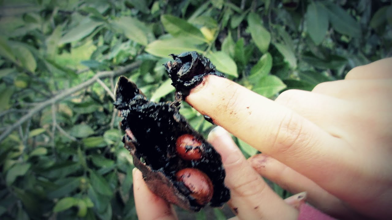 טעימה מפרי השוקולד :: Chocolate Pudding Fruit