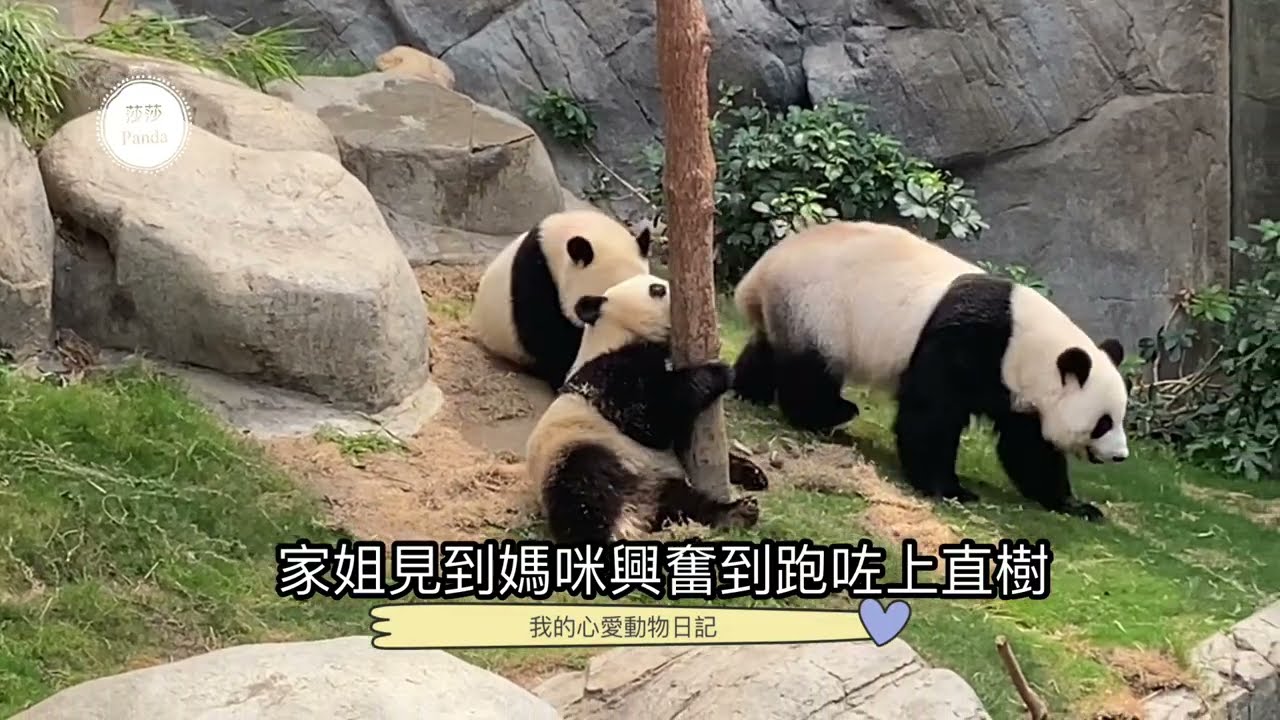 ［大熊貓🐼之旅］飼養員比盈媽見下兩寶寶後，便安排兩寶寶自行食竹葉，盈盈也叫回玩具屋Metime🐼🐻🐼🐻🐼💕💕💕💕💕
