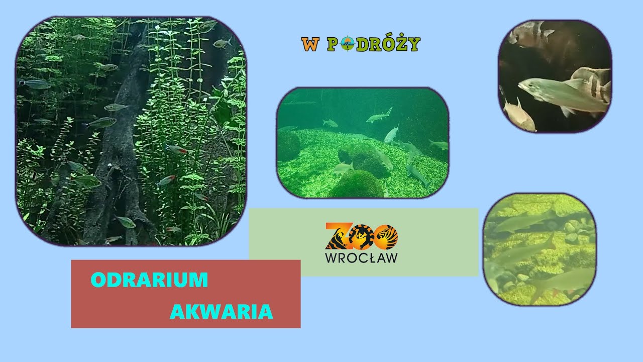 ZOO Wrocław - Odrarium/Akwaria