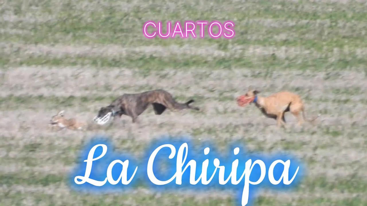 Club La Chiripa, fase de cuartos de final 2024