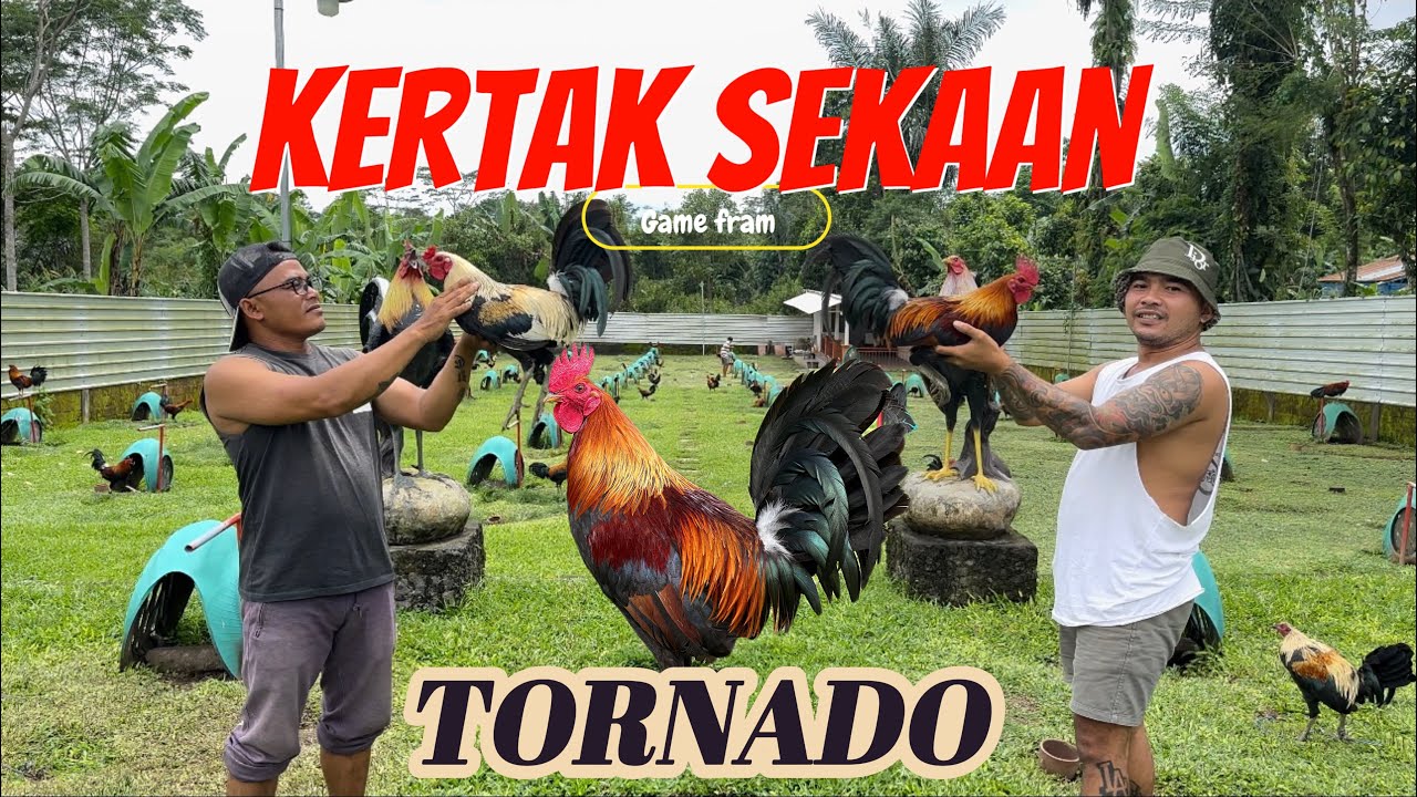 KERTAK SEKAAN GAME FARM 🏆 | Ayam jenis TORNADO 🔥🔥