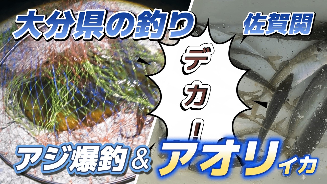 アジ爆釣とデッカイアオリイカ「大分県の釣り・佐賀関」キャンピングカー車中泊で北海道～沖縄日本全国釣りの旅