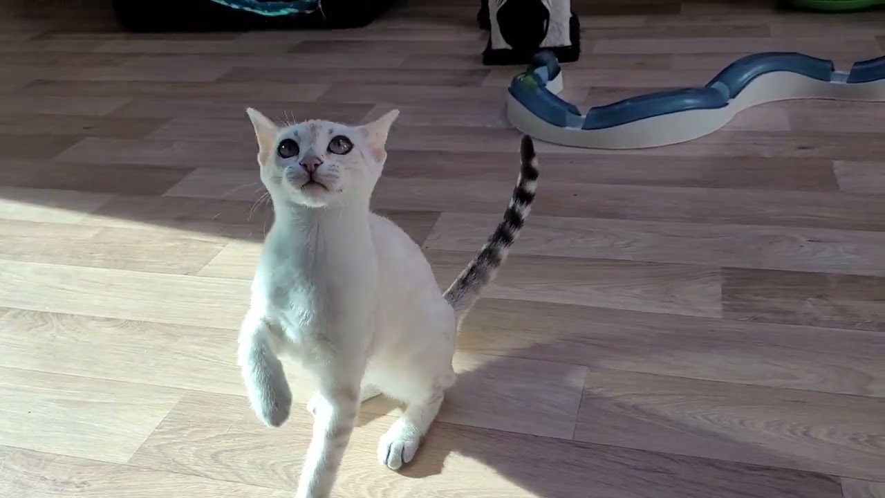 Goralguru She aka Shelby , 3 months