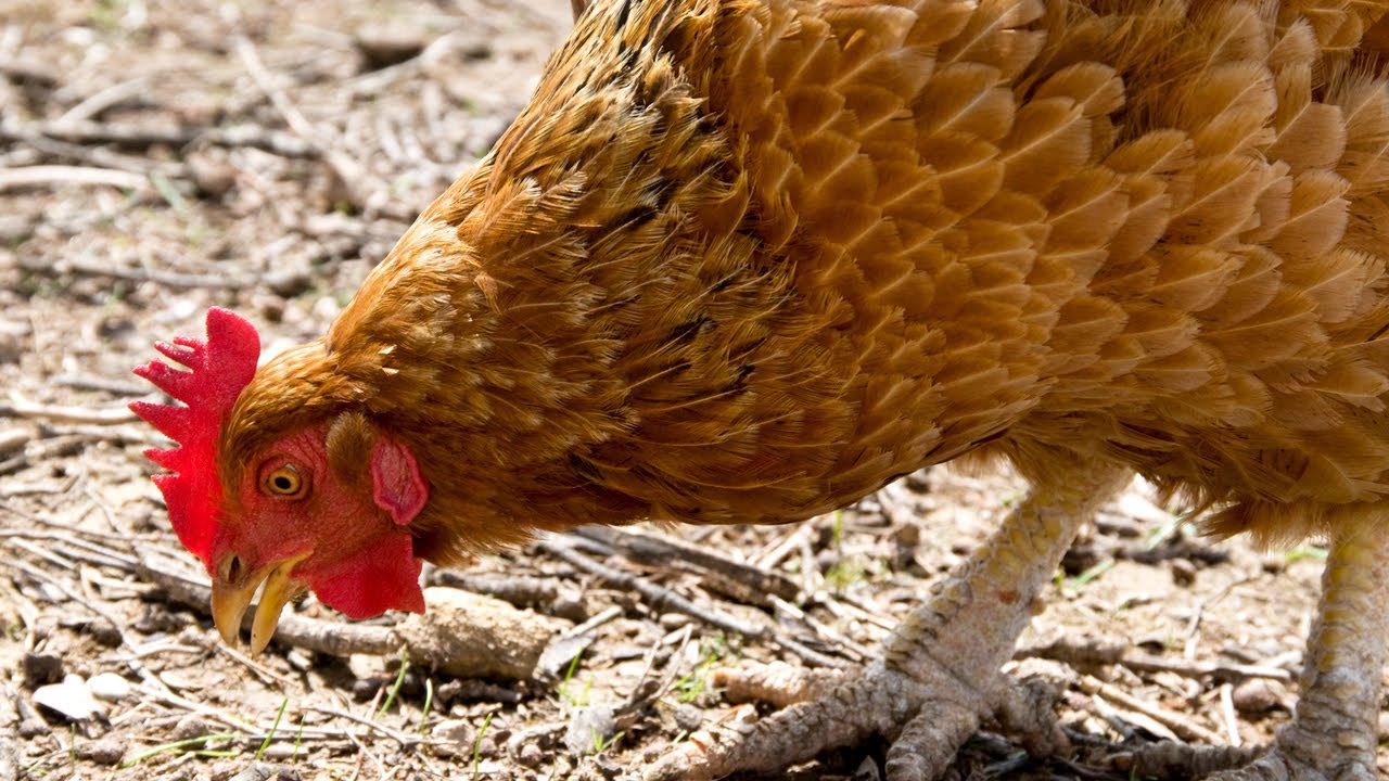 How to Care for Chickens | P. Allen Smith Classics