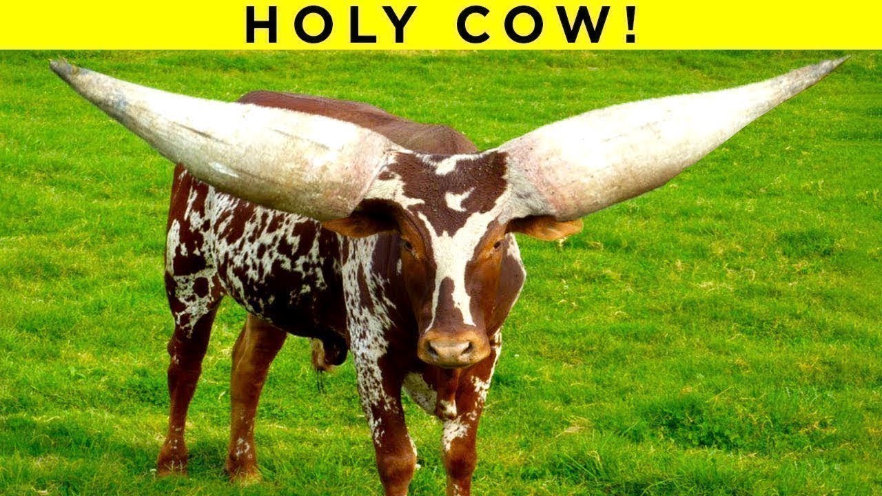 Animals With The BIGGEST Horns In the World