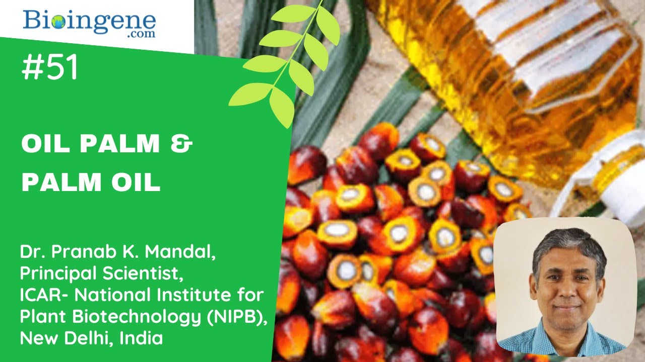 Oil palm and palm oil - A common man's perspective