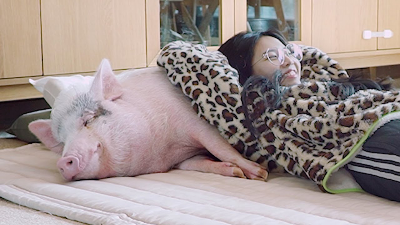 Annoying the sleeping pig🐽