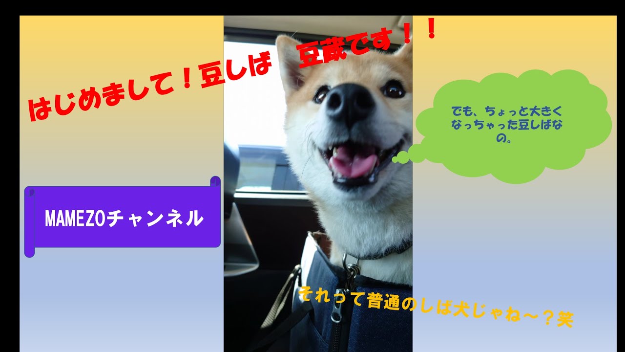 柴犬MAMEZOシリーズ自己満足動画NO.1