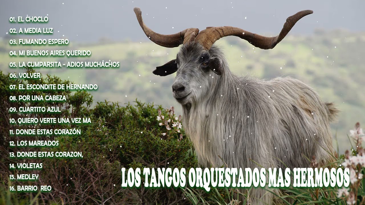 LOS TANGOS ORQUESTADOS MAS HERMOSOS - TANGOS FAMOSOS CON GRANDES ORQUESTAS.