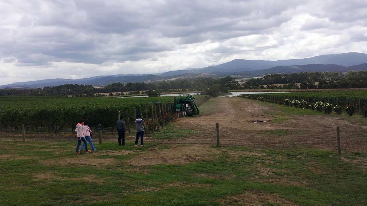 Vine Pruning Machine Domain Chandon Yarra Valley