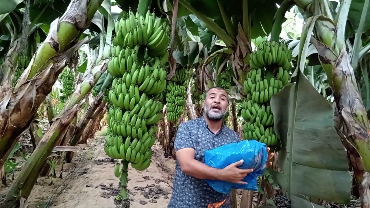 تحديد افضل ميعاد لتغطيه سبائط الموز(التكييس)