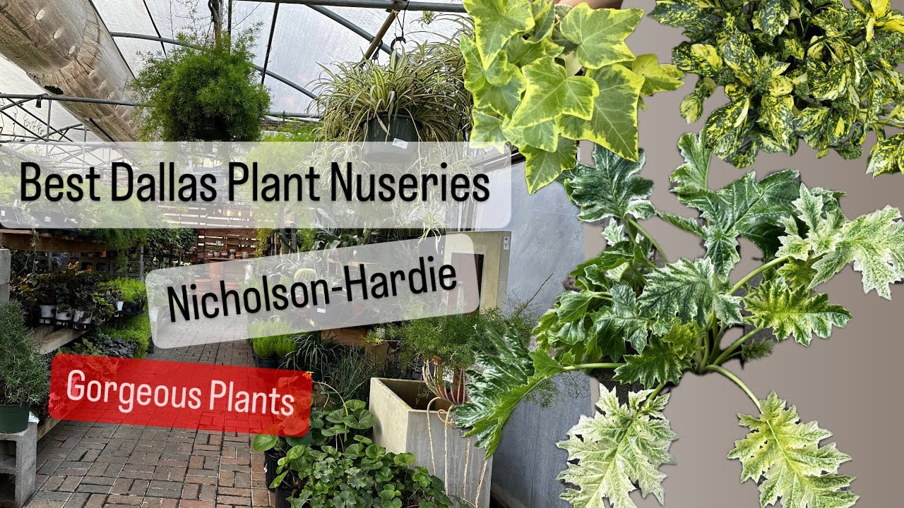 Best Plant Nurseries in Dallas Texas Nicholson-Hardie Outdoor Gardening Plant Shopping
