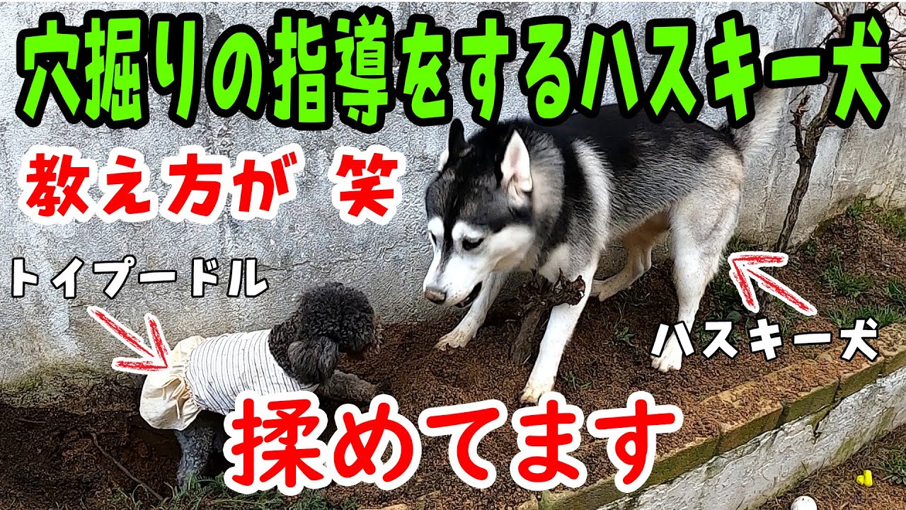 へっぴり腰のトイプードルに穴掘りを教えるハスキー犬に笑った