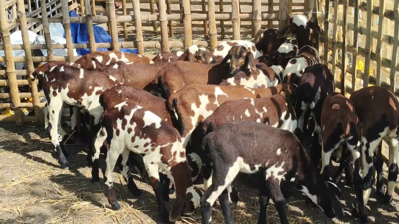 25ஒரிஜினல் எட்டையாபுரம் பொட்டு குட்டிகள் விற்பனைக்கு தேவைப்படுவோர் தொடர்பு கொள்ளவும் (7373757546)